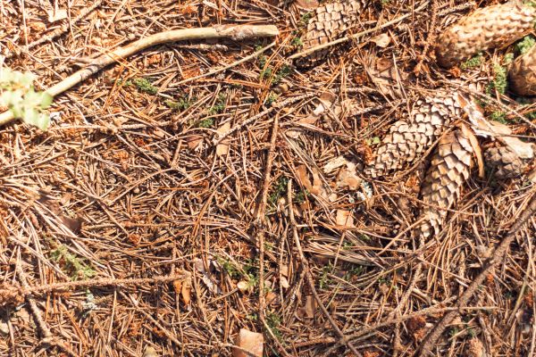 Pine Needles Removal in Poughkeepsie
