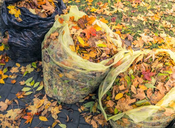 Yard Cleanup Service in Poughkeepsie