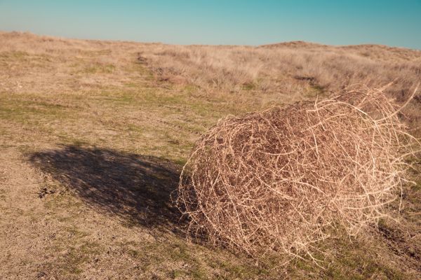 Tumbleweed Removal in Poughkeepsie