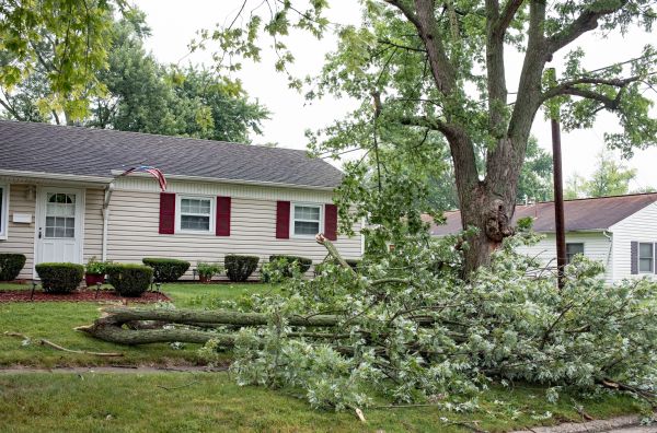 Fallen Branch Removal in Poughkeepsie