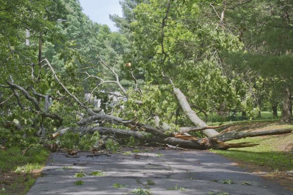 Tree Debris Removal in Poughkeepsie